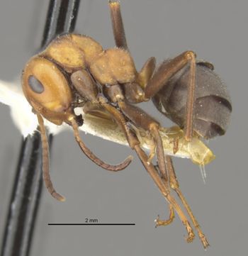 Media type: image;   Entomology 22721 Aspect: habitus lateral